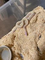 1.1 Scaleless snow, Dieren en Toebehoren