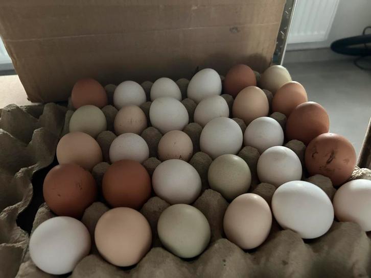 Broedeieren, Animaux & Accessoires, Volatiles | Accessoires, Neuf, Couveuse, Enlèvement ou Envoi