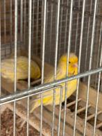 Kanarie geel agaat pop, Dieren en Toebehoren, Vrouwelijk, Kleurkanarie