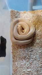 Hognose "super conda toffee belly"