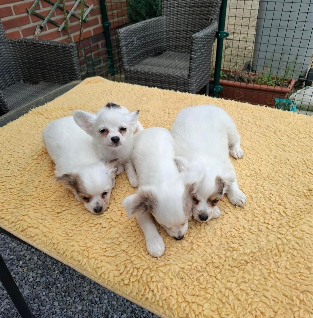 Te koop prachtige chihuahua pups, Hépatite contagieuse (maladie de Rubarth), 8 à 15 semaines, Plusieurs, Éleveur | Loisir