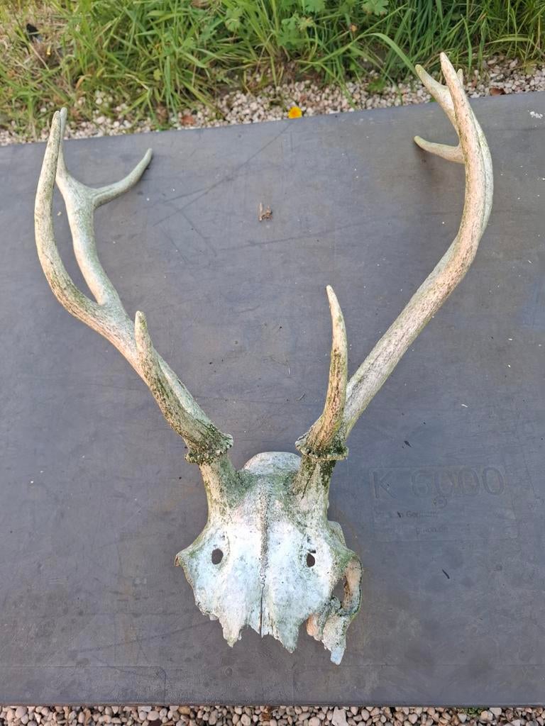 Skelet met gewei, Ophalen, Hert