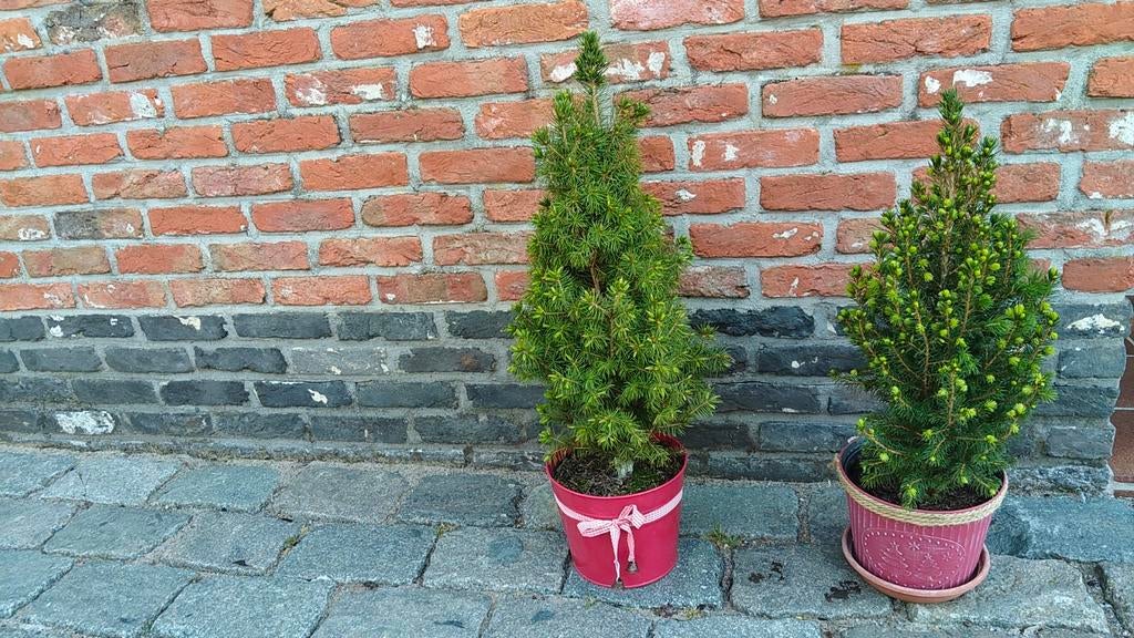 2 denneboompjes in sierpot, Tuin en Terras, Planten | Bomen, Ophalen