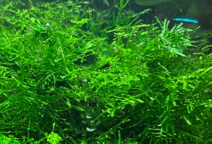 Mos, Ophalen of Verzenden, Plant(en), Steen of Hout