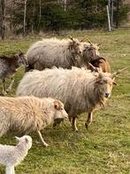 2x Brebis Racka blanche, Animaux & Accessoires, Moutons, Chèvres & Cochons, Femelle, Mouton, 0 à 2 ans