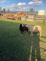 Schapen, Dieren en Toebehoren, Vrouwelijk, Schaap, 0 tot 2 jaar