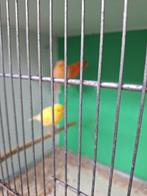 kanaries, Dieren en Toebehoren, Vogels | Kanaries, Mannelijk, Kleurkanarie