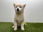 Siberische Husky pups - langharig, België, 8 tot 15 weken, Poolhond, Parvo