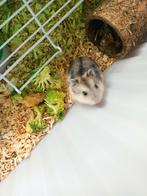 Dwerghamsters, Dieren en Toebehoren, Knaagdieren, Februari, Geslacht onbekend, Hamster