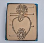 Anatomische didactische rubberstempels, Hobby en Vrije tijd, Ninove - België, *, Ophalen of Verzenden, Gebruikt