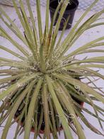 grote agave, Ophalen