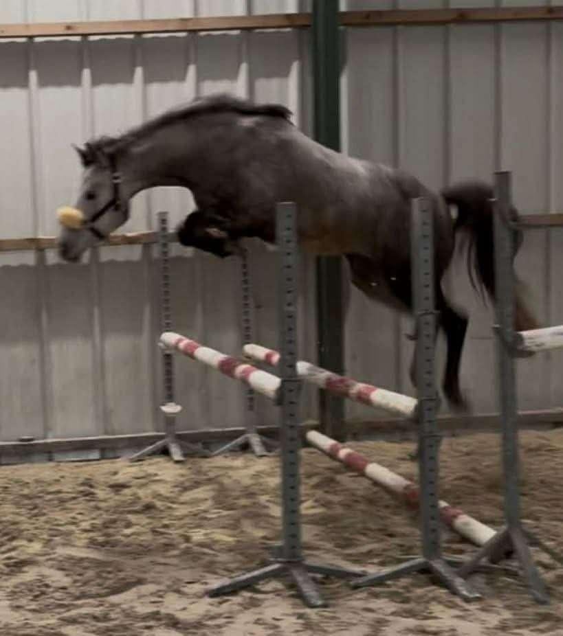 Poney 5 ans en cours de débourrage, Animaux & Accessoires, Poneys, Hongre, L, Poney D (1.37 m à 1.48m), Poney de récréation, 3 à 6 ans