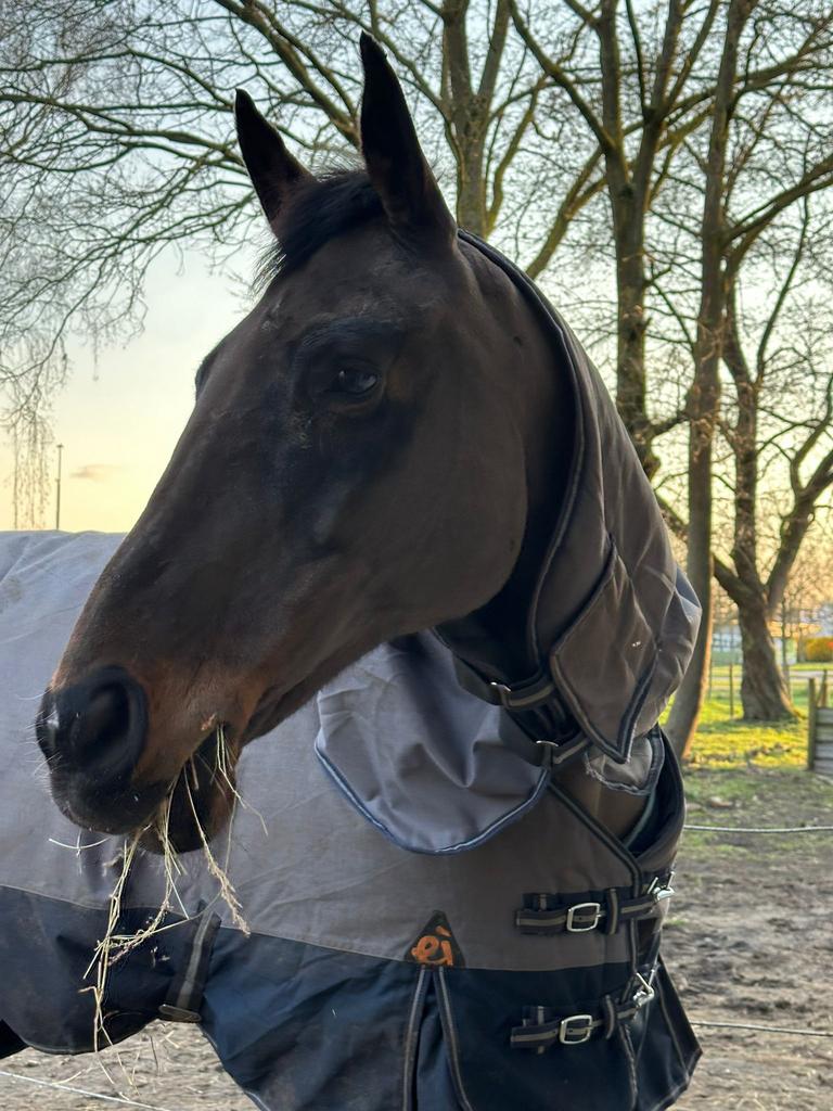 paardrijlessen aangeboden