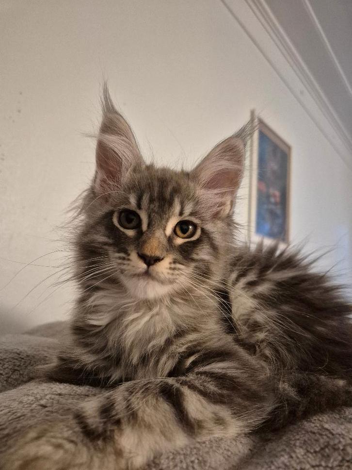 Maine Coon kitten geboren op 01.12.2025 in Brussel, Dieren en Toebehoren, Katten en Kittens | Raskatten | Langhaar, Kater, 0 tot 2 jaar
