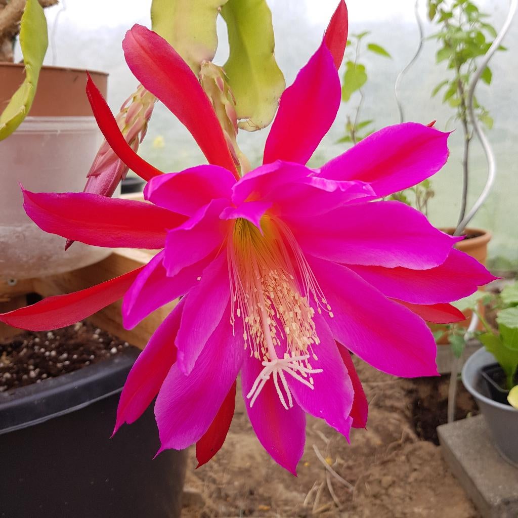 Laatste roze Epiphyllum – grote plant met 6 knoppen, Ophalen of Verzenden, Cactus