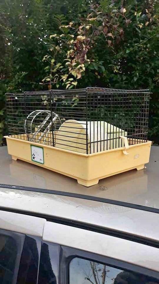 cage, Animaux & Accessoires, Accessoires pour chiens, Enlèvement