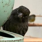 Prachtige zwarte kanarie mannen te koop, Mâle