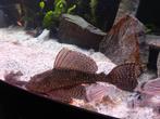 20cm Ancistrus ,,monster,,, Dieren en Toebehoren