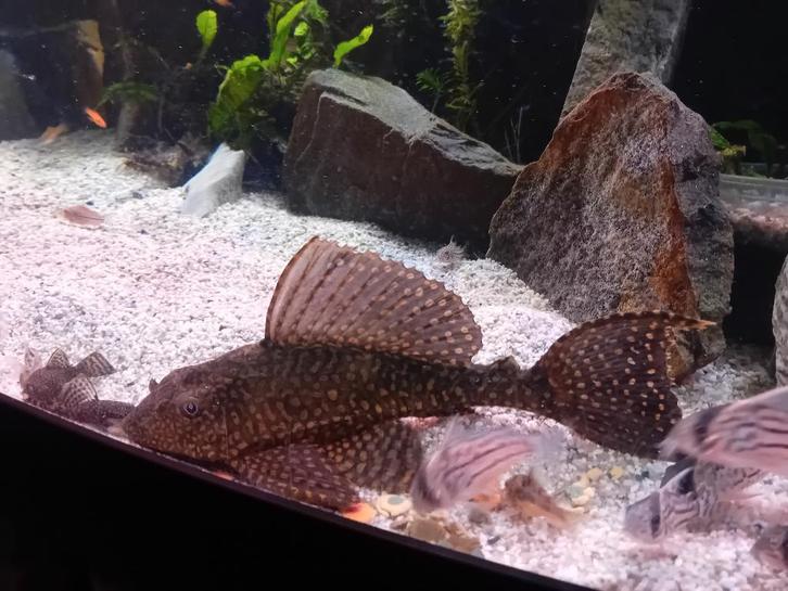 20cm Ancistrus ,,monster,,, Dieren en Toebehoren, Vissen | Aquariumvissen