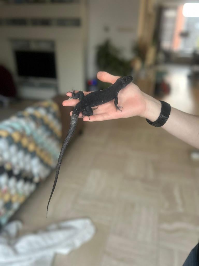 2.2 timon lepidus melanistic 2025, Dieren en Toebehoren, Reptielen en Amfibieën, Hagedis, 0 tot 2 jaar