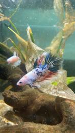 Mannelijke marble betta, Animaux & Accessoires, Poissons | Poissons d'aquarium, Poisson, Poisson d'eau douce