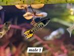Guppy endler yellow tiger, Animaux & Accessoires, Poisson, Poisson d'eau douce