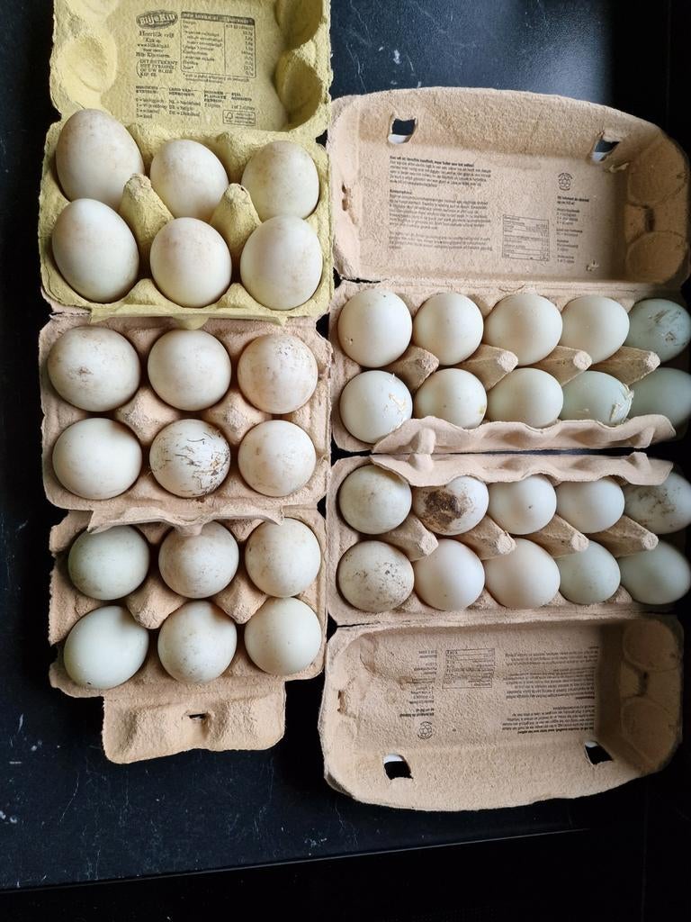 Loopeend broed eieren. Vrije loop., Animaux & Accessoires, Volatiles | Accessoires, Enlèvement