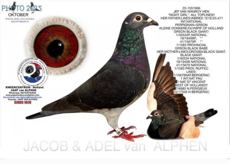 Jeff Van Warroy Ben 2025, Femelle, Pigeon voyageur