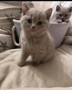 Britse korthaar kittens, Kater, 0 tot 2 jaar