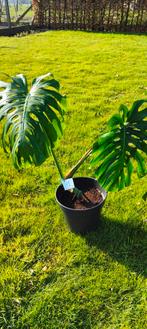 Monstera XL, Ophalen