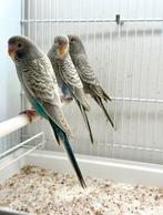 Grasparkiet bf dunfallow 2026, Dieren en Toebehoren