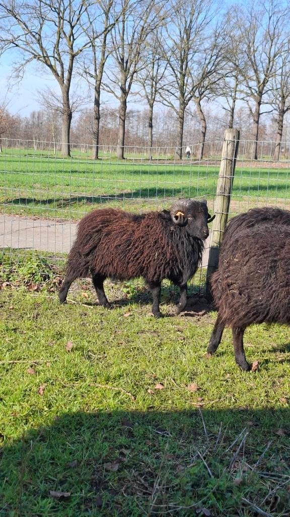 Ouessant ram, Dieren en Toebehoren, Schapen, Geiten en Varkens