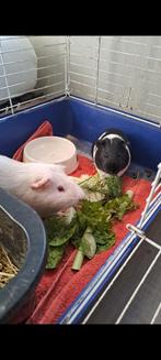 Cavia te koop, Dieren en Toebehoren, Knaagdieren, Mei, Mannelijk, Cavia