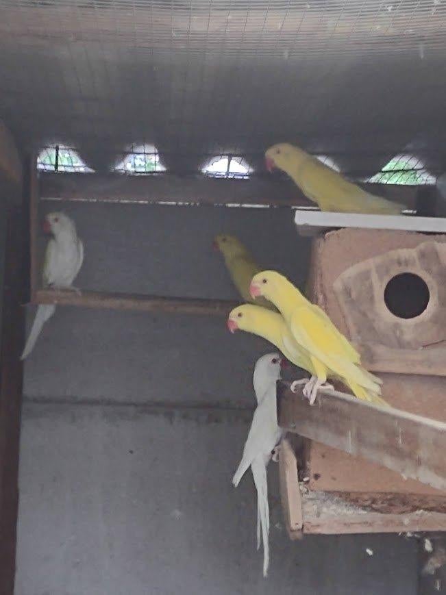 parkieten, Dieren en Toebehoren, Vogels | Parkieten en Papegaaien, Geringd