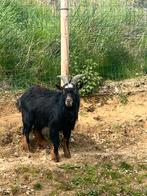 Geiten bok gratis zoekt wel een goede thuis, Mannelijk, Geit, 0 tot 2 jaar