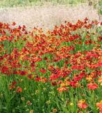 Helenium moerheim beauty, Tuin en Terras, Planten | Tuinplanten, Ophalen, Volle zon