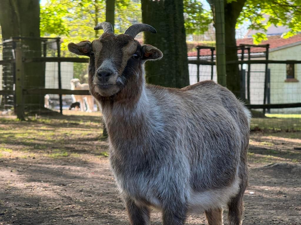 Choco schimmel dwerggeit mieke