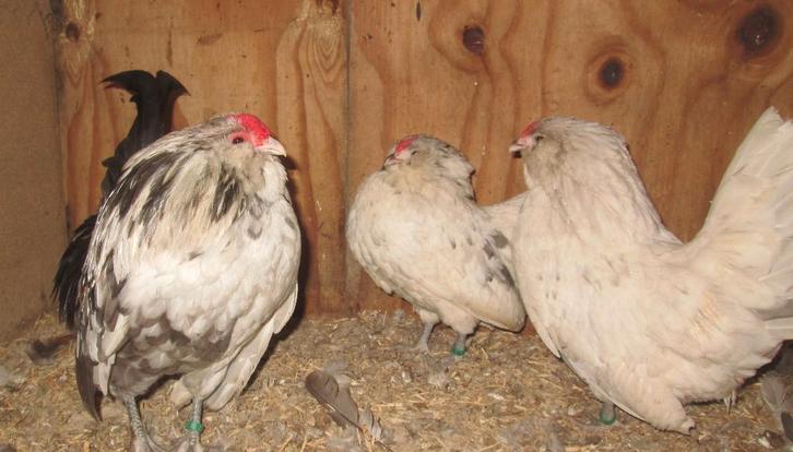 Antwerpse baardkrielen, Dieren en Toebehoren, Pluimvee, Kip, Meerdere dieren