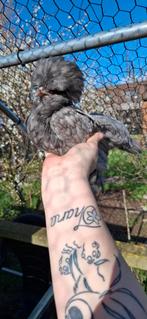 Padua hennen, Dieren en Toebehoren, Pluimvee