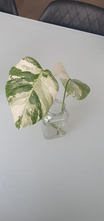 Monstera variegata stek, Huis en Inrichting, Ophalen of Verzenden