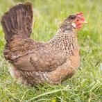 Groen/olijflegger kippen jonge hennen beschikbaar, Poule ou poulet, Femelle