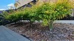 2x japanse esdoorn (acer), Tuin en Terras, Planten | Bomen, Ophalen