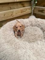 Prachtige crème en bruine kortharige dwergteckel pups, Dieren en Toebehoren, Parvo, België, 8 tot 15 weken, Korthaar