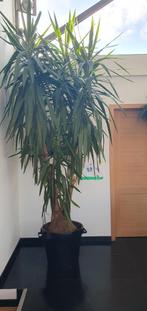 yucca elephantipes, Jardin & Terrasse, Plantes | Arbres, Enlèvement