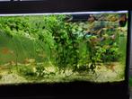 Gupppy te koop, Dieren en Toebehoren, Ophalen of Verzenden, Zo goed als nieuw