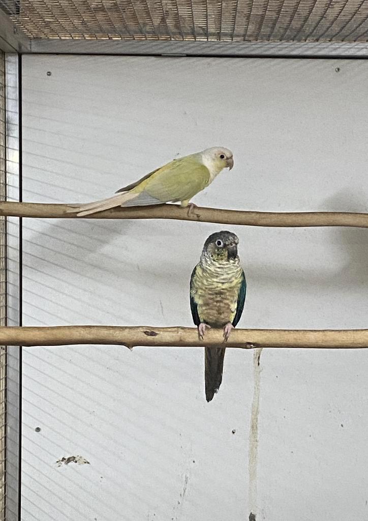 Couple Pyrrhura 2024, Animaux & Accessoires, Oiseaux | Perruches & Perroquets, Perruche, Plusieurs animaux, Bagué