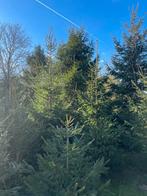 Kertsbomen groot en klein, Diversen, Kerst, Ophalen, Nieuw