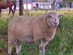 4 ooien , 1 ram, sanitel in orde schapen, Dieren en Toebehoren