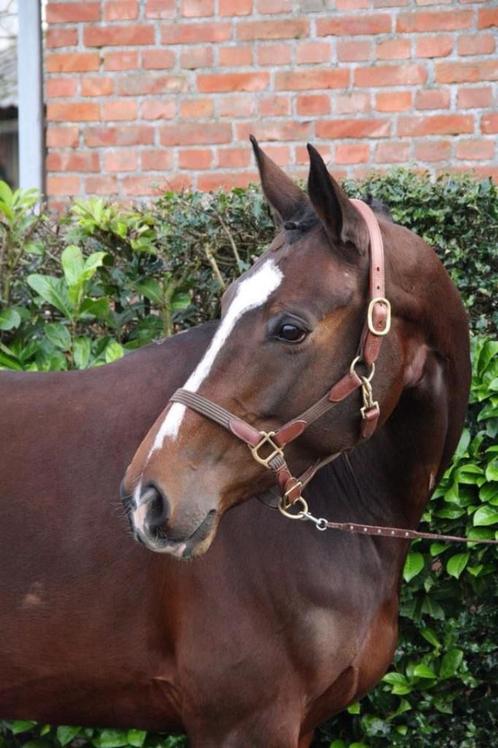 Betrouwbare allround KWPN merrie (Orlando x Voltaire), Dieren en Toebehoren, Paarden, Merrie, M, 165 tot 170 cm, 11 jaar of ouder