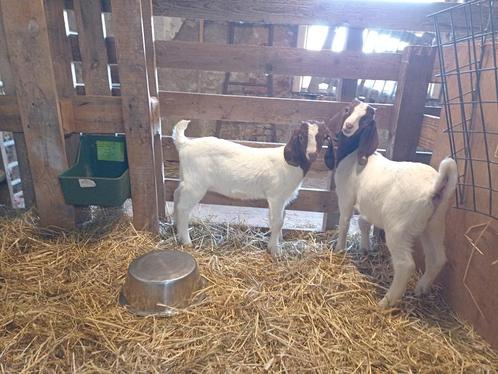 Boergeit stamboek, Dieren en Toebehoren, Schapen, Geiten en Varkens, Geit, Mannelijk, 0 tot 2 jaar